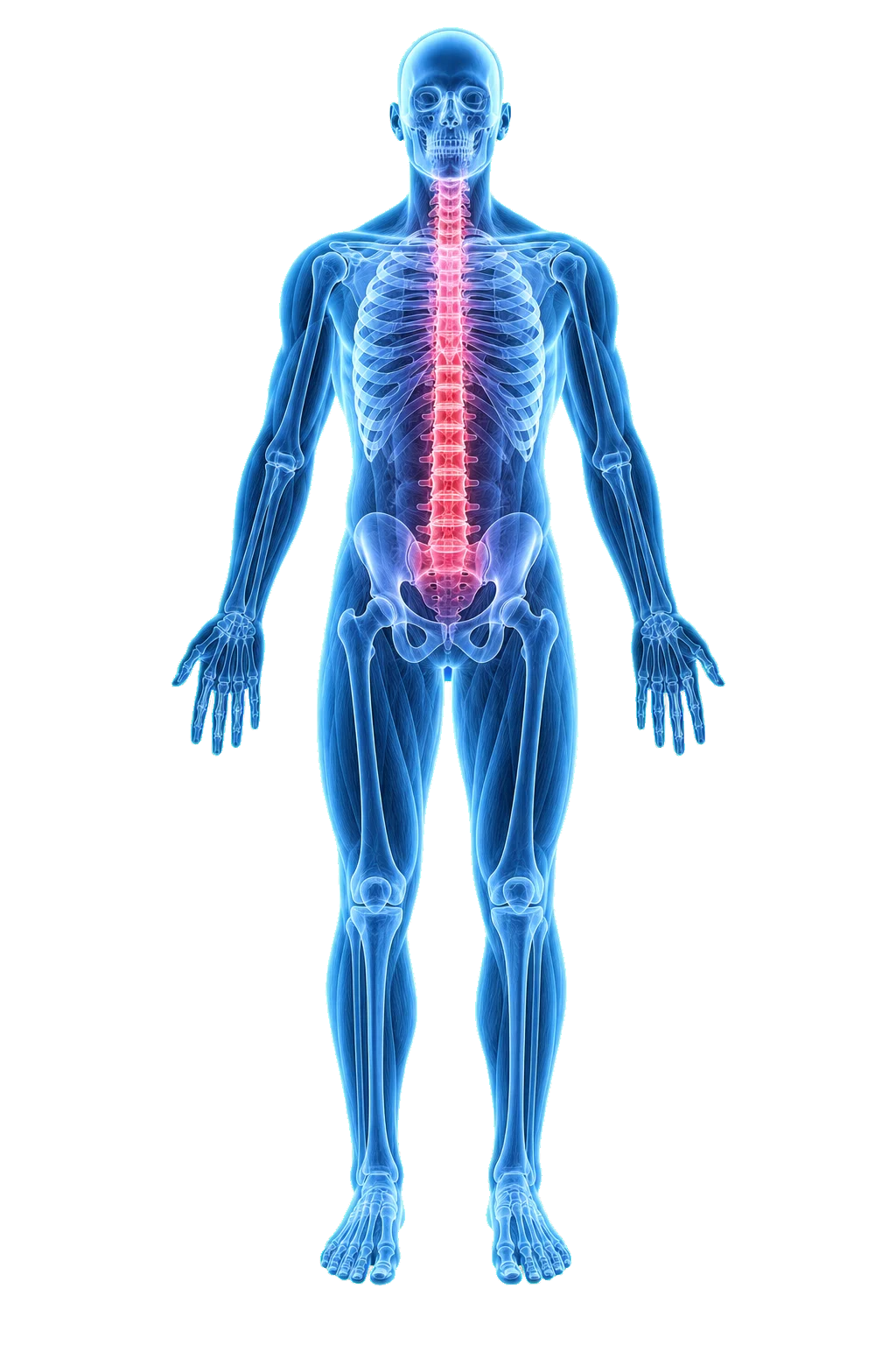 Full-body anatomical illustration — DeFabio Chiropractic treatment regions from head to feet